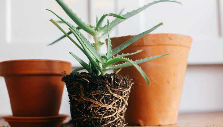 Ecco quali vantaggi porta in casa l'Aloe Vera