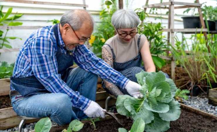 consigli per realizzare un orto in casa