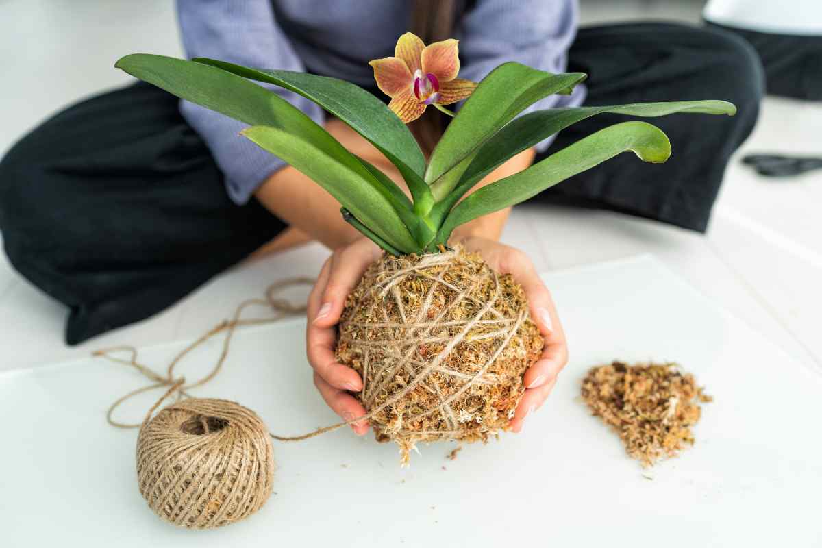 Cosa sono e come utilizzare le kokedama